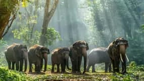 Unlocking the Wild Heart of Sri Lanka: The Allure of Yala National Park Safari Cover