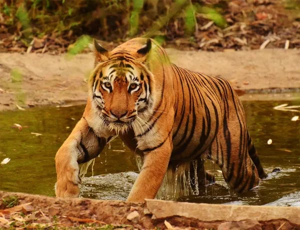 Beyond the Tiger: Unraveling the Wonders and Realities of a Sundarbans Wildlife Safari Cover