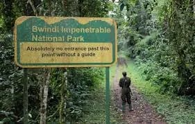 More Than Gorilla Trekking: The Surprising Power of Destination Management Companies in Uganda Safaris Cover