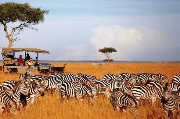 Why Your Masai Mara Safari Deserves a DMC Touch (and Other Unexpected Tips for Kenya’s Wild Side) Cover