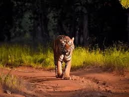 Kanha National Park Safari: Navigating Nature’s Best with Expert Guides Cover