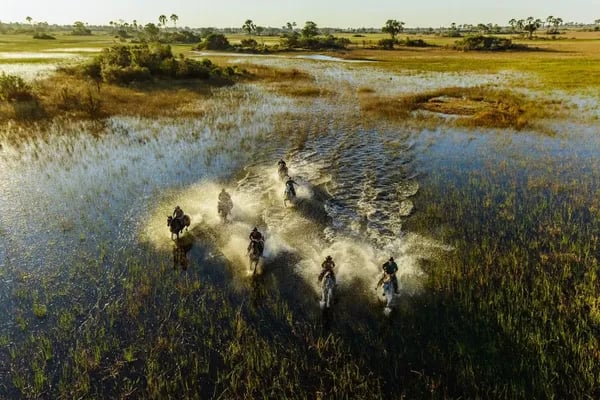 Beyond the Obvious: Why an Okavango Delta Safari Needs More Than a Map Cover