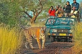 Navigating the Ranthambore Safari Experience: A Complete Guide to India’s Tiger Safari Adventure Cover