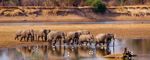 Tracks in the Dust: The Real Magic of South Luangwa National Park and Why Savvy Travelers Use DMCs Cover