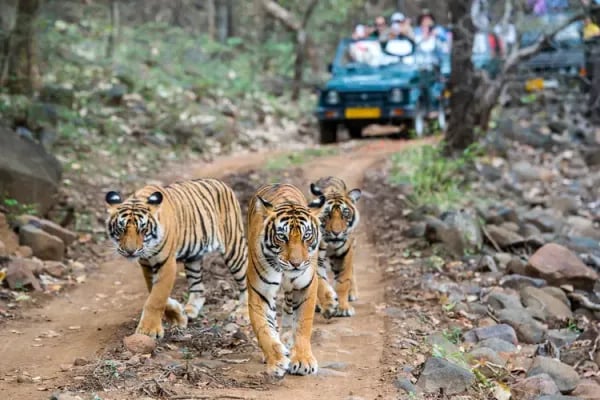 Unraveling the Magic of Ranthambore: Tiger Trails, Heritage Tales, and the Hidden Power of the DMC Cover