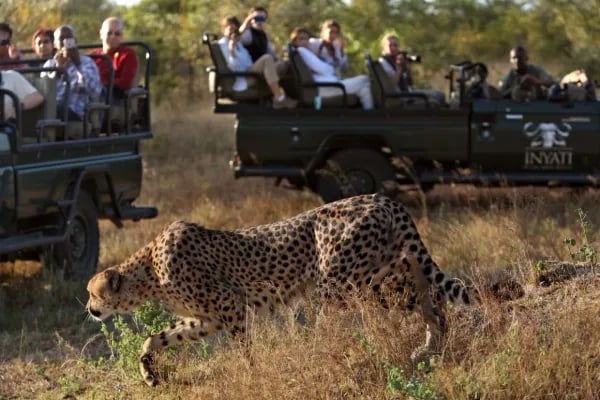 Beyond the Fence: The Underestimated Power of a Destination Management Company in Kruger National Park Safaris Cover