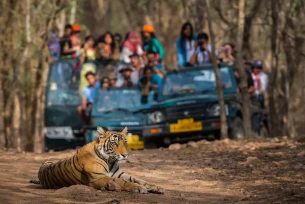 Unpacking the Wild: How a DMC Makes Kanha National Park Unforgettable (and What Else You Shouldn’t Miss in India) Cover