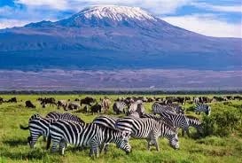 Amboseli National Park Guide: Navigating Kenya's Wildlife Haven with Expert Planning Cover