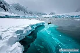 Navigating Antarctica: Why a Destination Management Company is Essential for Your Wildlife Safari Cover