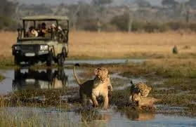 Navigating the Wild: Your Ultimate Guide to a Tailor-Made Chobe National Park Safari and Beyond Cover