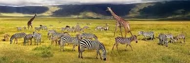 Navigating the Serengeti Safari: Insider Insights and Adventure Planning Cover